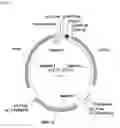 Fig. 08 - System and methods for detecting ribosome inhibition