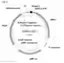 Fig. 10 - System and methods for detecting ribosome inhibition
