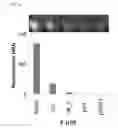 Fig. 11 - System and methods for detecting ribosome inhibition