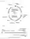 Fig. 13 - System and methods for detecting ribosome inhibition