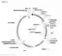 Fig. 15 - System and methods for detecting ribosome inhibition