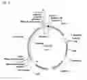 Fig. 16 - System and methods for detecting ribosome inhibition
