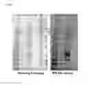 Fig. 06 - Optimizing diagnostics for galactofuranose containing antigens