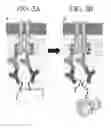 Fig. 06 - Protein-protein interaction as biomarkers