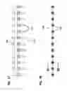 Fig. 41 - Manufacture and testing of fiber optic cassette