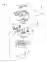Fig. 02 - Portable object comprising a rotating control stem whose actuation is detected by measuring magnetic induction