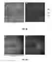 Fig. 08 - Planar aligned nanorods and liquid crystal assemblies