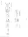 Fig. 04 - Ladder tetrazine polymers