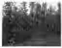 Fig. 01 - Apple tree named 'Bay 4210'