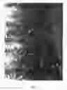 Fig. 02 - Apple tree named 'Bay 4210'