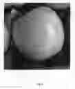 Fig. 03 - Apple tree named 'Bay 4210'