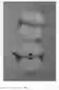 Fig. 04 - Apple tree named 'Bay 4210'