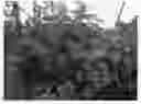 Fig. 01 - Raspberry plant named 'PS-10.028-58'
