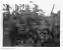 Fig. 02 - Raspberry plant named 'PS-10.028-58'