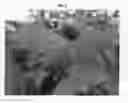 Fig. 03 - Raspberry plant named 'PS-10.028-58'