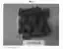 Fig. 04 - Raspberry plant named 'PS-10.028-58'