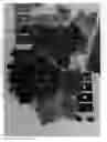 Fig. 01 - Grapevine named 'IFG Twenty-six'