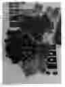 Fig. 02 - Grapevine named 'IFG Twenty-six'