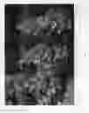 Fig. 02 - Chamaecyparis 'RIKACPMC'