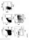 Fig. 05 - Transgenic Immunodeficient Mouse Expressing Human SIRP-alpha