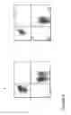 Fig. 10 - Transgenic Immunodeficient Mouse Expressing Human SIRP-alpha