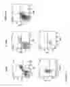 Fig. 12 - Transgenic Immunodeficient Mouse Expressing Human SIRP-alpha