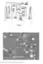 Fig. 02 - Methods and products for treating and/or delaying onset of dysplastic lesions