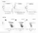 Fig. 07 - COMPOUNDS AND METHODS FOR THE TREATMENT OF NEUROLOGICAL DISORDERS