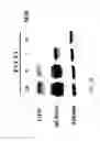 Fig. 07 - Compositions and methods for treating cancer