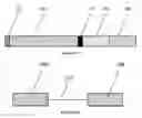 Fig. 02 - Method of treating multiple myeloma using natural killer cells expressing a chimeric antigen receptor for CD38