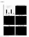 Fig. 04 - COMPOSITIONS AND METHODS FOR NEURONAL DIFFERENTIATION OF CELLS