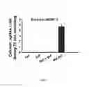 Fig. 03 - Inhibitors of BCL-2