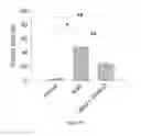 Fig. 06 - PRG4 FOR TREATING GOUT AND ITS SYMPTOMS