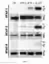 Fig. 09 - Methods for modulating an inflammatory response