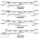Fig. 07 - ADENO-ASSOCIATED VIRUS FACTOR VIII VECTORS