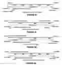 Fig. 08 - ADENO-ASSOCIATED VIRUS FACTOR VIII VECTORS
