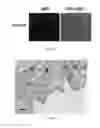 Fig. 30 - NOVEL PROTEIN STRUCTURE USED FOR EFFICIENT ANTIBODY PRODUCTION IN IMMUNIZATION