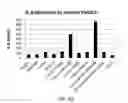Fig. 07 - SIZE TUNABLE MICROBIAL MIMETICS FOR IMMUNOTHERAPY OF THYROID CARCINOMAS AND SOLID TUMORS