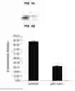 Fig. 05 - Compositions and methods for transport across the blood brain barrier
