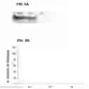 Fig. 06 - Compositions and methods for transport across the blood brain barrier