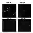 Fig. 08 - Compositions and methods for transport across the blood brain barrier