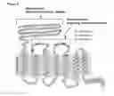 Fig. 09 - Methods and compositions for nucleic acid and protein payload delivery