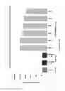 Fig. 17 - COMPLEXES OF RNA AND CATIONIC PEPTIDES FOR TRANSFECTION AND FOR IMMUNOSTIMULATION