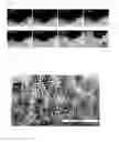 Fig. 03 - Microporous hydrogels