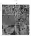 Fig. 07 - METHOD OF PREPARING METAL CHALCOGENIDE NANOMATERIALS