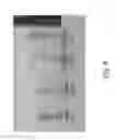 Fig. 12 - Porous nanostructured polyimide networks and methods of manufacture
