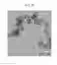 Fig. 05 - Methods of making cerium oxide polyaniline composite nanospheres and methods of use