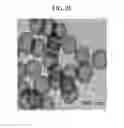 Fig. 07 - Methods of making cerium oxide polyaniline composite nanospheres and methods of use