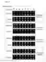 Fig. 06 - Non-selective kinase inhibitors