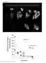 Fig. 07 - Non-selective kinase inhibitors